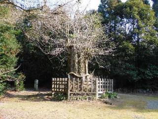 大元神社（宇佐神宮奥宮）の参拝記録(tagmasさん)