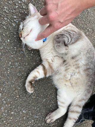 白鬚神社の参拝記録(ruinさん)