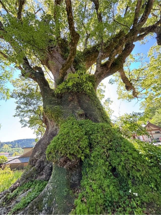 蒲生八幡神社の参拝記録8