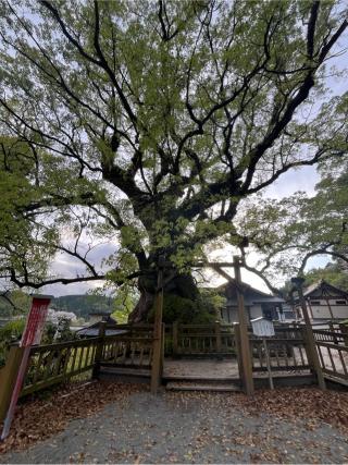 蒲生八幡神社の参拝記録(にわとりゆかこさん)