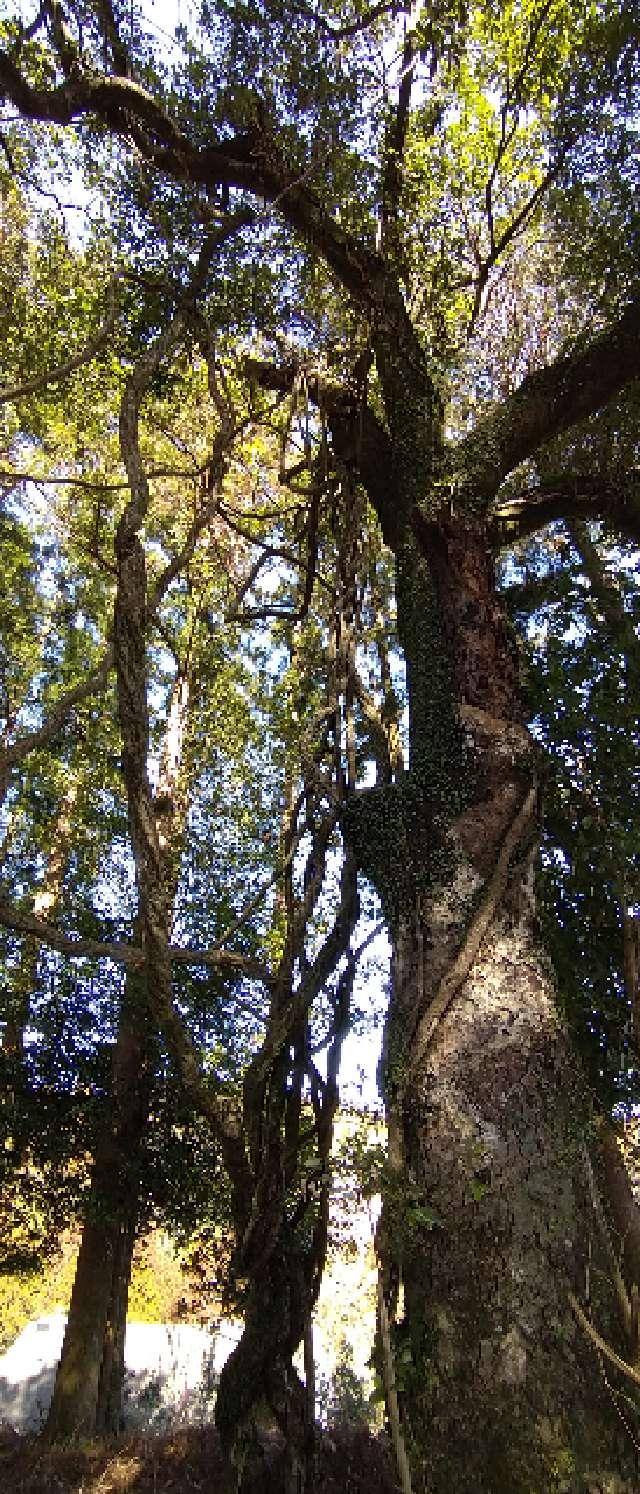 鹿児島県曽於市財部町北俣2889-6 熊野神社の写真4