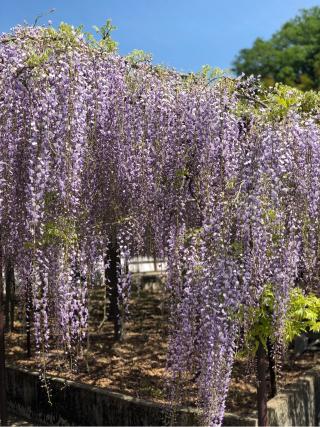 大用山 骨波田龍洞院 長泉寺の参拝記録(マリーさん)