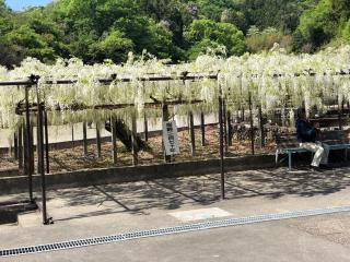 大用山 骨波田龍洞院 長泉寺の参拝記録(マリーさん)