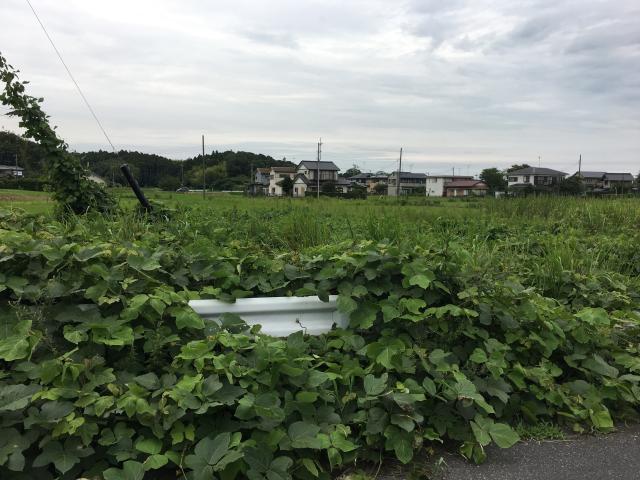 川戸神社の参拝記録3