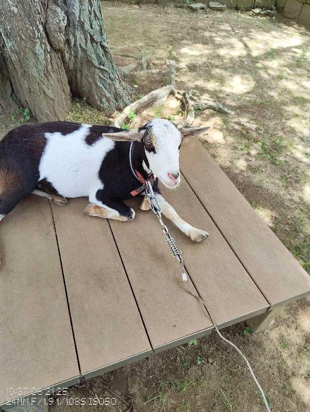 海上八幡宮の参拝記録5