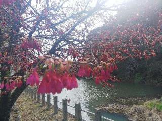 大嶋奥津嶋神社の参拝記録(みどりさん)