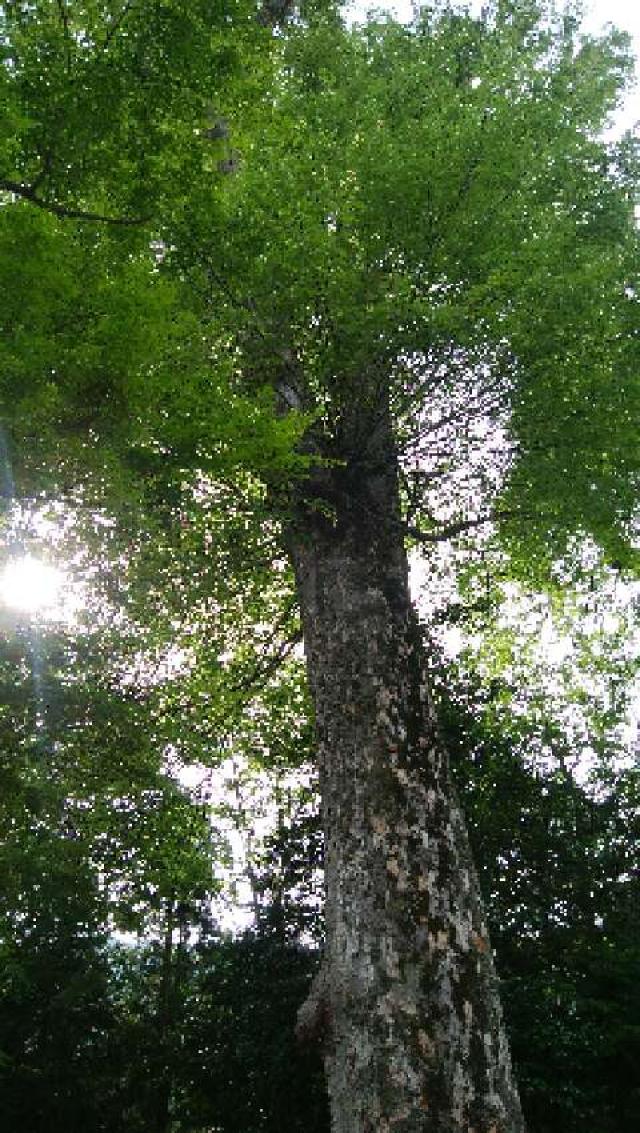 滋賀県東近江市五個荘伊野部町457 建部神社の写真1