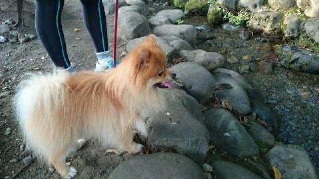 諏訪神社の参拝記録2