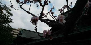須衛都久神社の参拝記録(はにほへとさん)