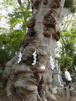 瀧神社の参拝記録(りゅうじさん)