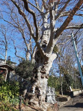 瀧神社の参拝記録(シンビさん)