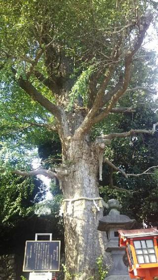 熊野神社（中神熊野神社）の参拝記録(miyumikoさん)