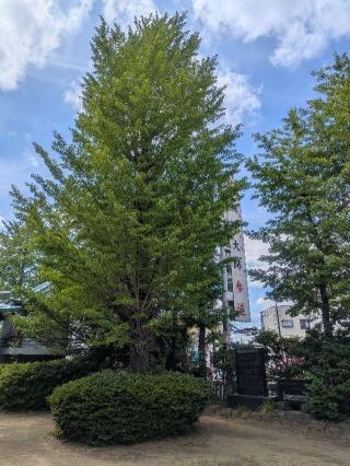西新井氷川神社の参拝記録(はくすみさん)