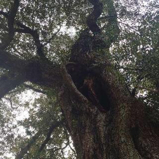 厳島神社の参拝記録(matsuyoshi49さん)