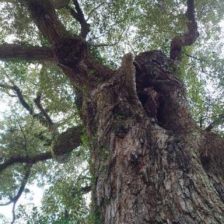 厳島神社の参拝記録(matsuyoshi49さん)