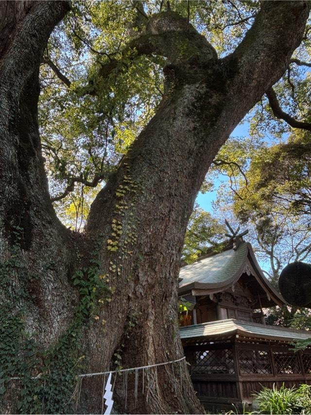 春日神社の参拝記録6