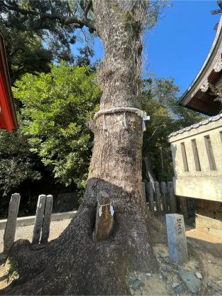 綿都美神社の参拝記録(みんきちさん)