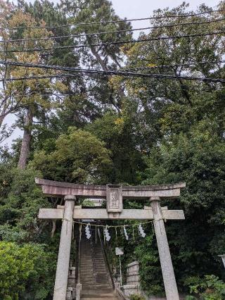 田園調布八幡神社の参拝記録(はくすみさん)