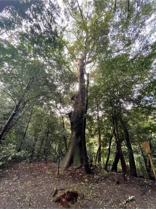 大津神社(外宮)の参拝記録(ハボタンはケールさん)