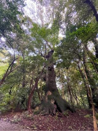 大津神社(外宮)の参拝記録(ハボタンはケールさん)