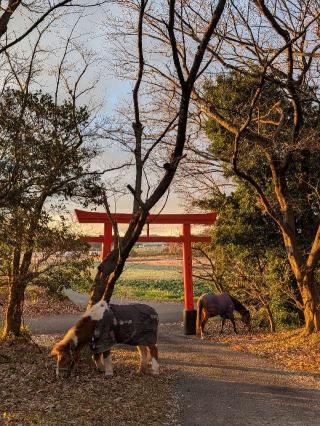 吉川稲荷神社の参拝記録(恭子さん)