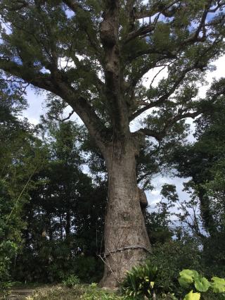揖宿神社の参拝記録(TOSHIさん)