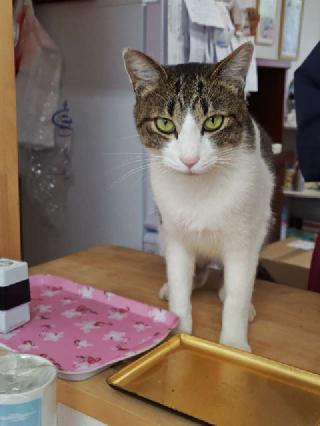 佐白山 正福寺の参拝記録(はじめさん)