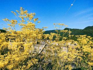 東谷山 真性寺の参拝記録(さとみさん)