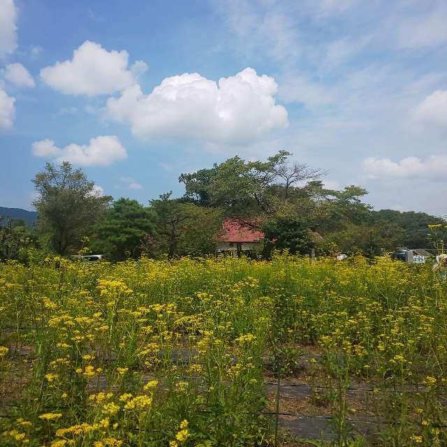 埼玉県秩父郡長瀞町本野上436 東谷山 真性寺の写真2