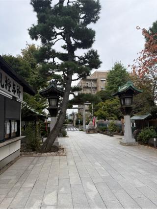 桜神宮の参拝記録(⛩️🐍🐢まめ🐢🐍⛩️さん)