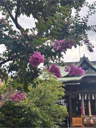 桜神宮の参拝記録(ま　の    さん)