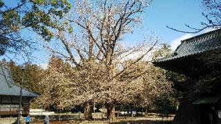 西山本門寺の参拝記録(げんさんさん)