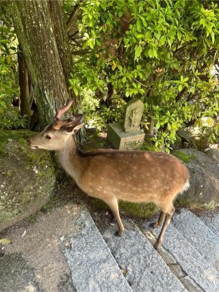 弥山本堂(大聖院)の参拝記録(ふうりんパパさん)