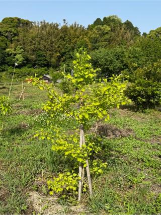 白山神社の参拝記録(みほさん)