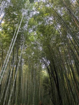 野宮神社の参拝記録(多田照大御神さん)