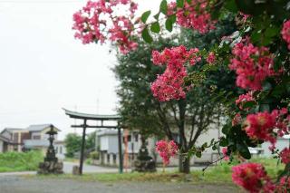 御霊神社の参拝記録(thonglor17さん)