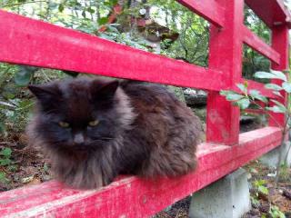 猫神社の参拝記録(ゆきさん)