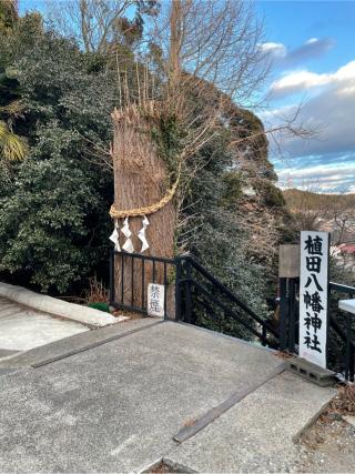 植田八幡神社の参拝記録(悠馬さん)