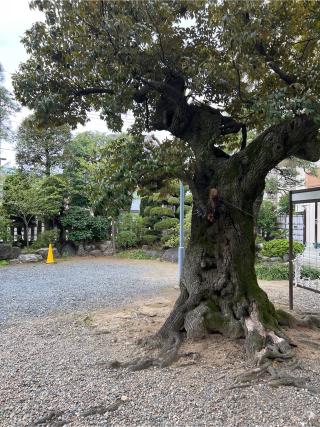 青砥神社の参拝記録(⛩️🐍🐢まめ🐢🐍⛩️さん)