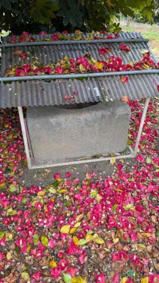 お菊大明神の参拝記録(こまいぬおさん)