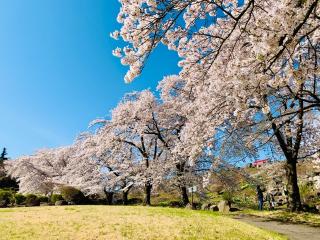 法國寺の参拝記録(SUPRAさん)