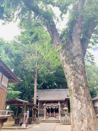 江古田浅間神社の参拝記録(shikigami_hさん)