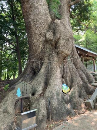 五所八幡宮の参拝記録(仙道　彰さん)