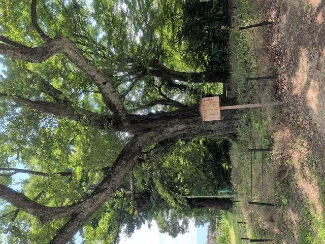 長野県飯田市愛宕町 愛宕稲荷神社の写真6