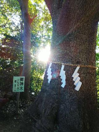 金井八幡神社の参拝記録(またたびさん)