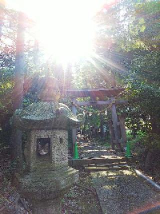 金井八幡神社の参拝記録(またたびさん)