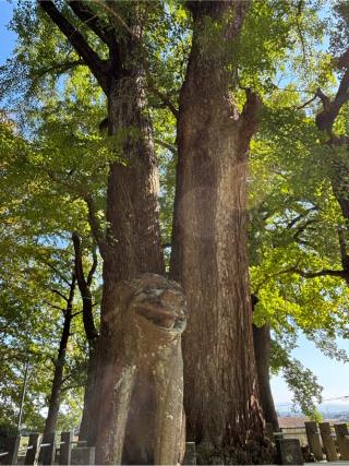 綾部八幡神社の参拝記録(ほちさん)