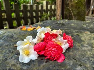 大豊神社の参拝記録(忍さん)