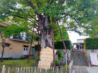 練馬白山神社の参拝記録(豚キングさん)
