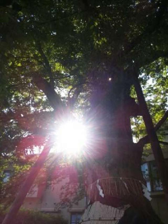 東京都練馬区練馬４−１−２ 練馬白山神社の写真3